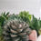 Thumbnail: Succulent Bowl