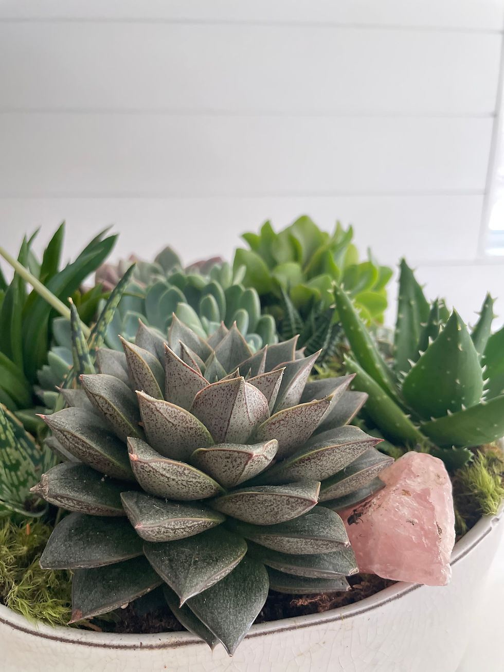 Succulent Bowl