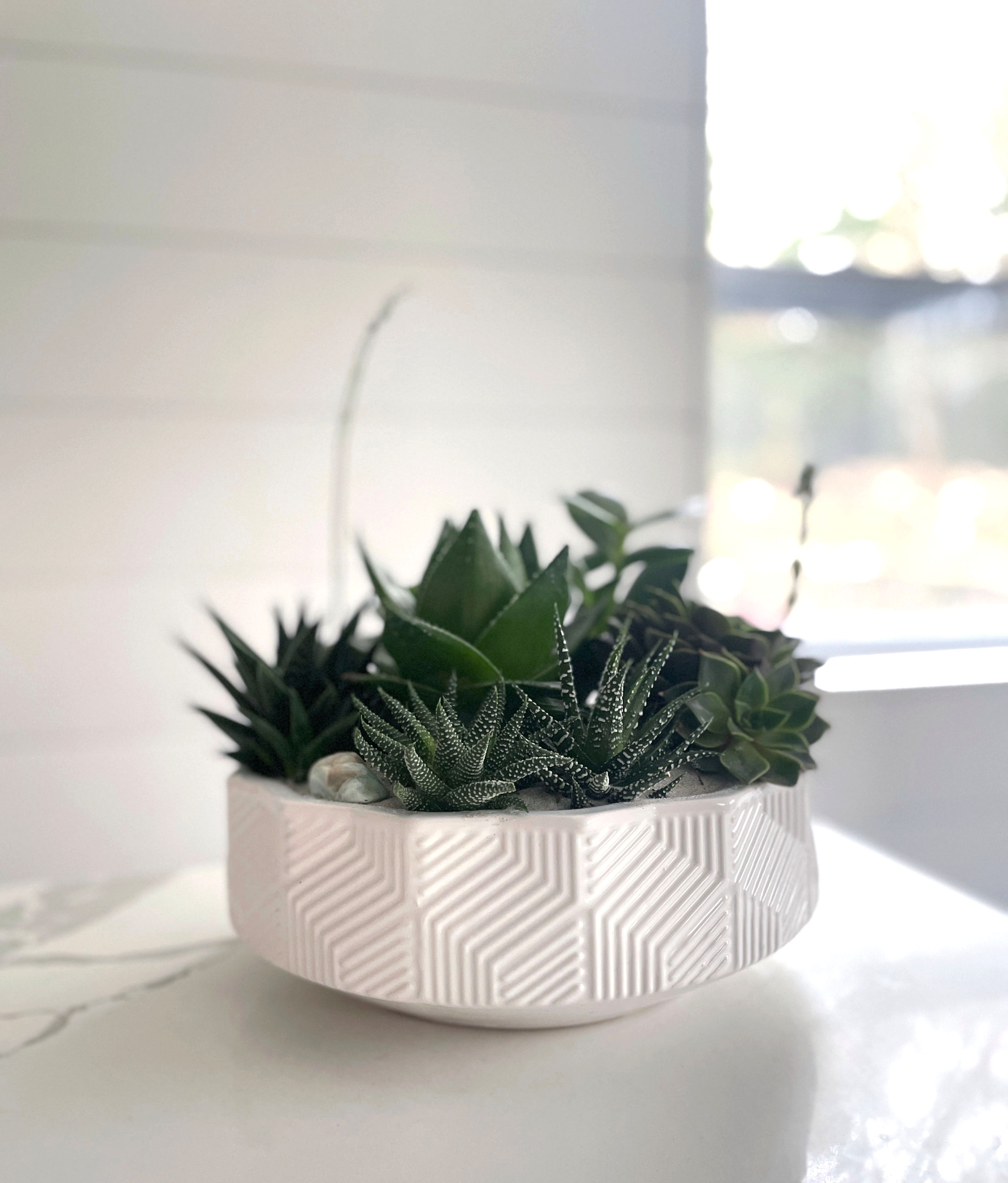 Succulent Bowl