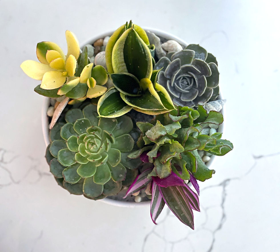 Thumbnail: Succulent Bowl