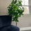 Thumbnail: Oak & Thyme Faux Broad-leaf Ficus
