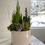 Thumbnail: Winter Garden Tall