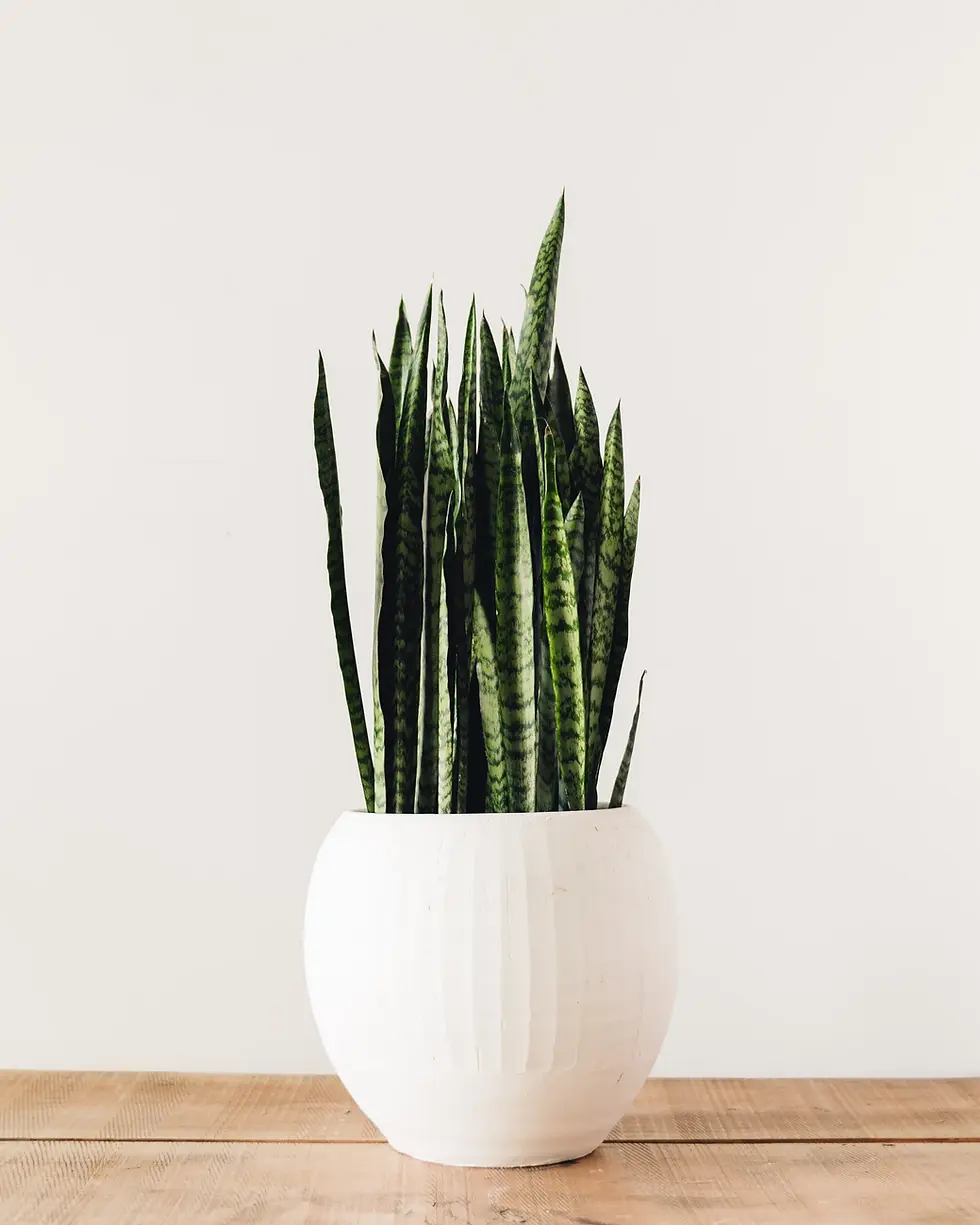Thumbnail: Snake Plant