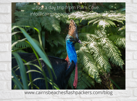 Australian Southern Cassowary