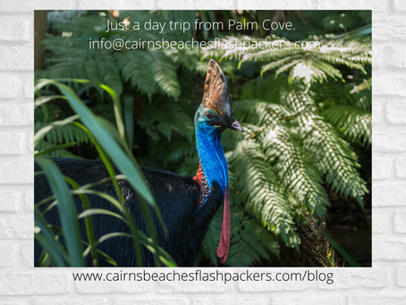 Australian Southern Cassowary