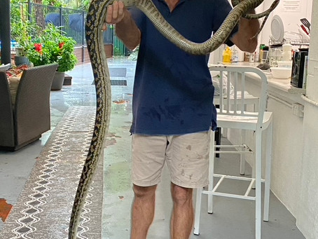 Scrub Pythons