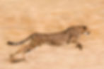 cheetah-running-across-the-plain-namibia