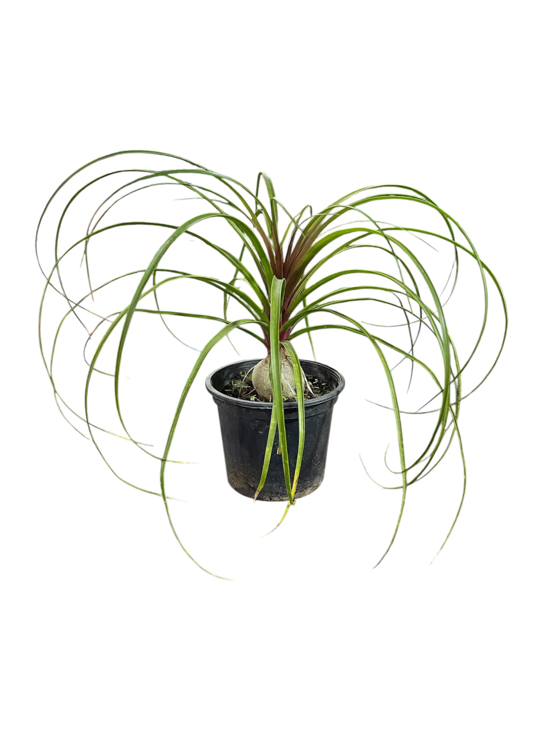 Pata de elefante (Beaucarnea recurvata) pt15