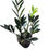 Miniatura: Mini zamioculca black decor pt11