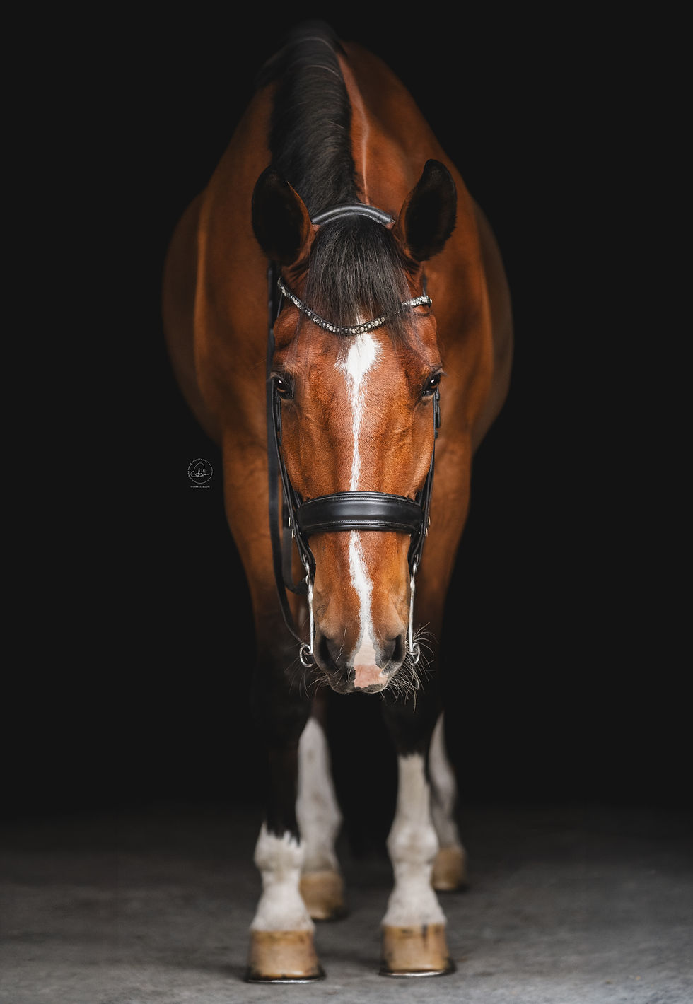 Black Background Photography Irina Hulse Photography