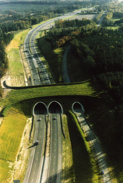 PUENTES AA.jpg