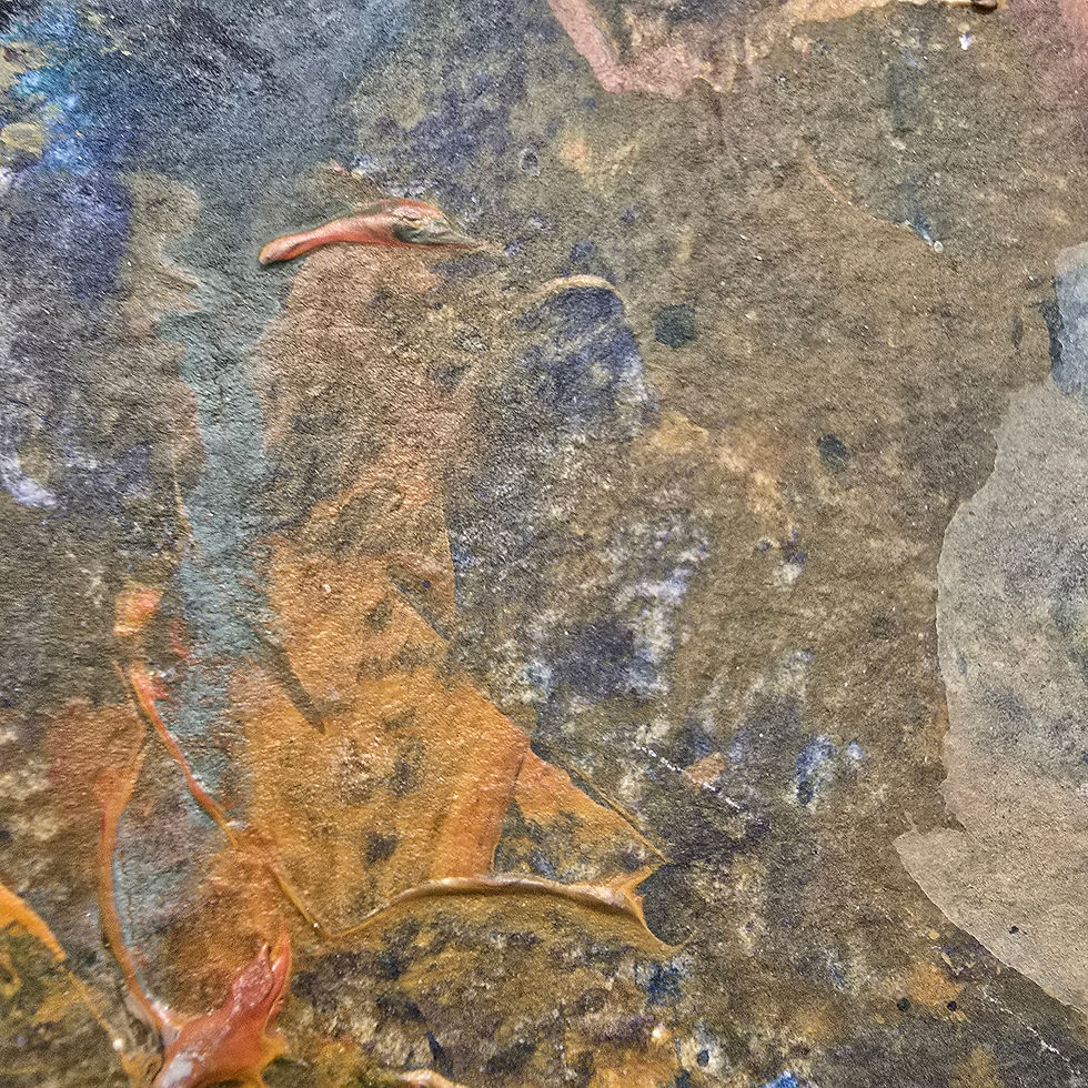 Thumbnail: Small fish swimming over rocky bottom in clear incoming tide water.