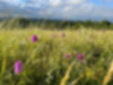 Nature surveying on The Mount