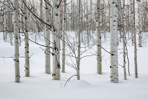 USA, Colorado, Routt County. Steamboat Springs, Bare aspen trees stand tall in winter.jpg