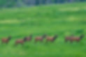 elk herd running across a grassy field, Steamboat Springs Colorado.jpg
