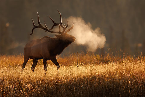 Bull elk at sunrise on a cold morning .jpg