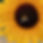 Bee pollinating on a sunflower