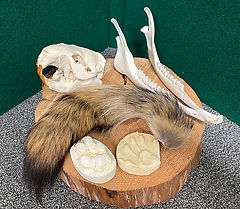 Image showing objects in wildlife study bin
