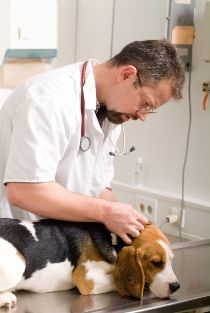 Veterinarian examining a beagle dog on a clinic table