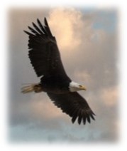Bald eagle soaring against a cloudy sky