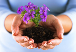 Hands cupping a small plant with purple flowers and soil.