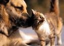 A tan dog and a tabby cat sniffing noses outdoors.