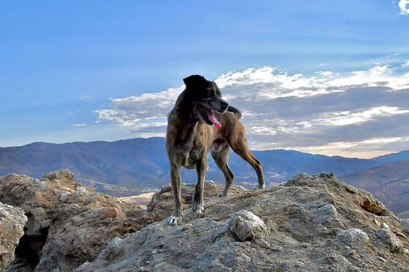 Large brindle dog standing on a rocky mountain peak