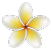 White and yellow frangipani plumeria flower