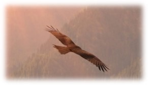 Soaring eagle over misty forest hills in warm light