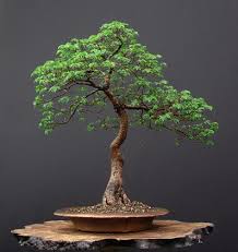 Bonsai tree on a wooden stand representing wealth management.