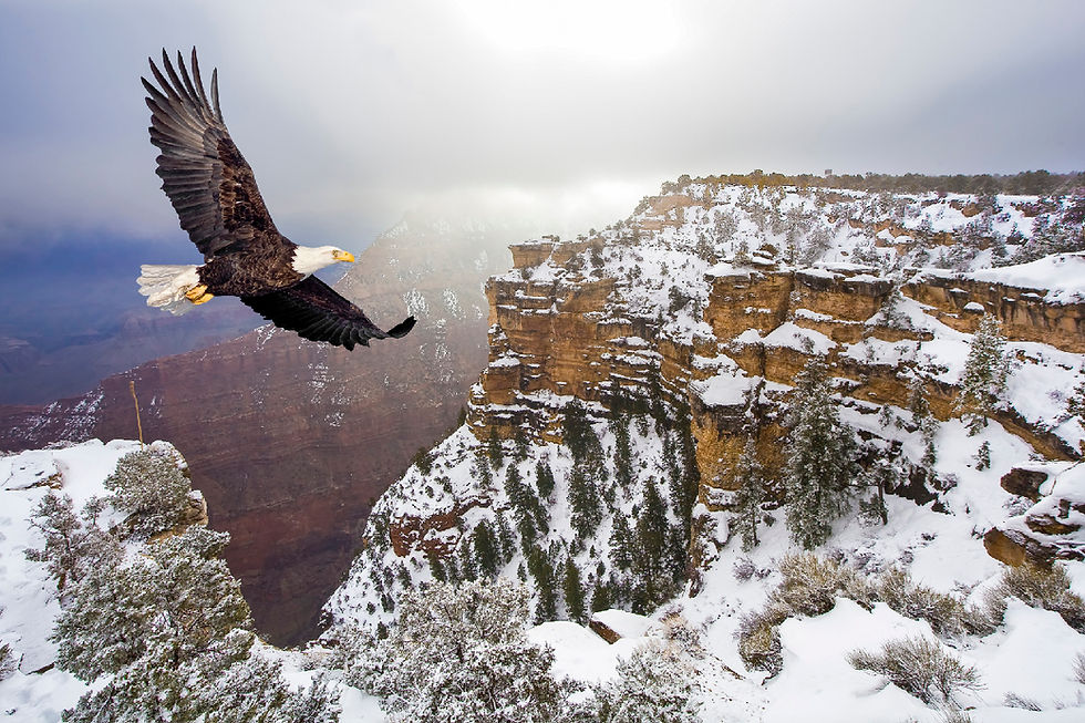 Bald eagle soaring over snow-covered Grand Canyon cliffs