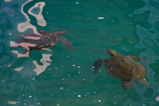 Two sea turtles swimming in clear turquoise water