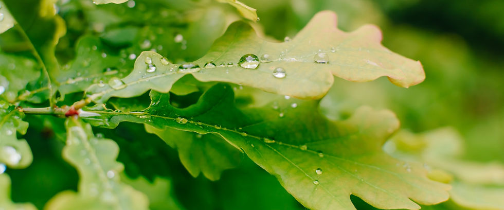 Dew drops resting on green oak leaves
