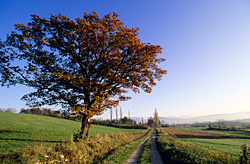 Large oak tree with autumn leaves by a rural dirt road.