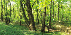 Lush green forest with sunlight filtering through trees