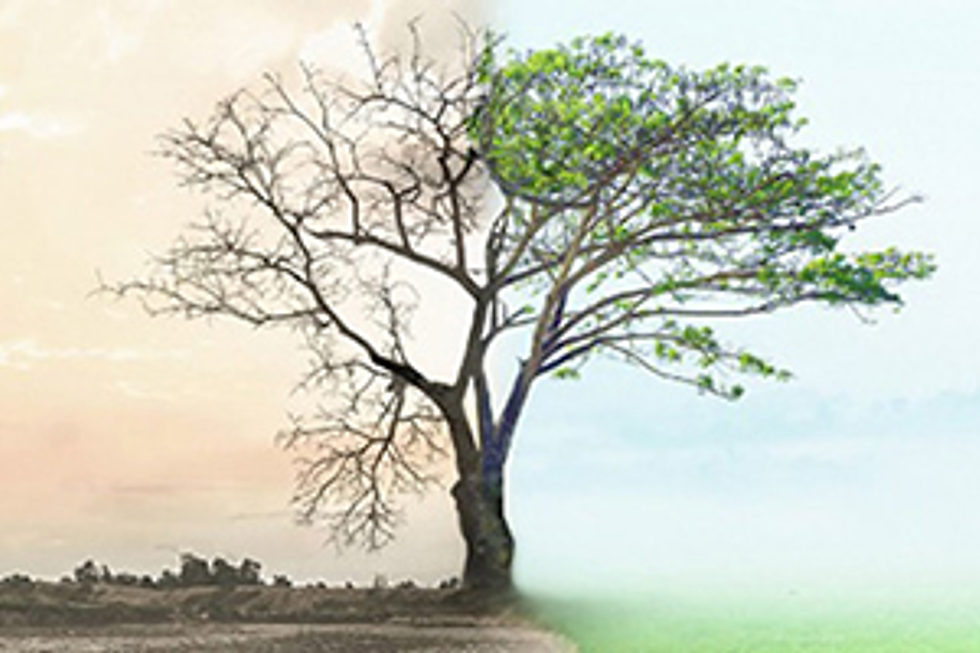 Tree transitioning from dry to green leaves.
