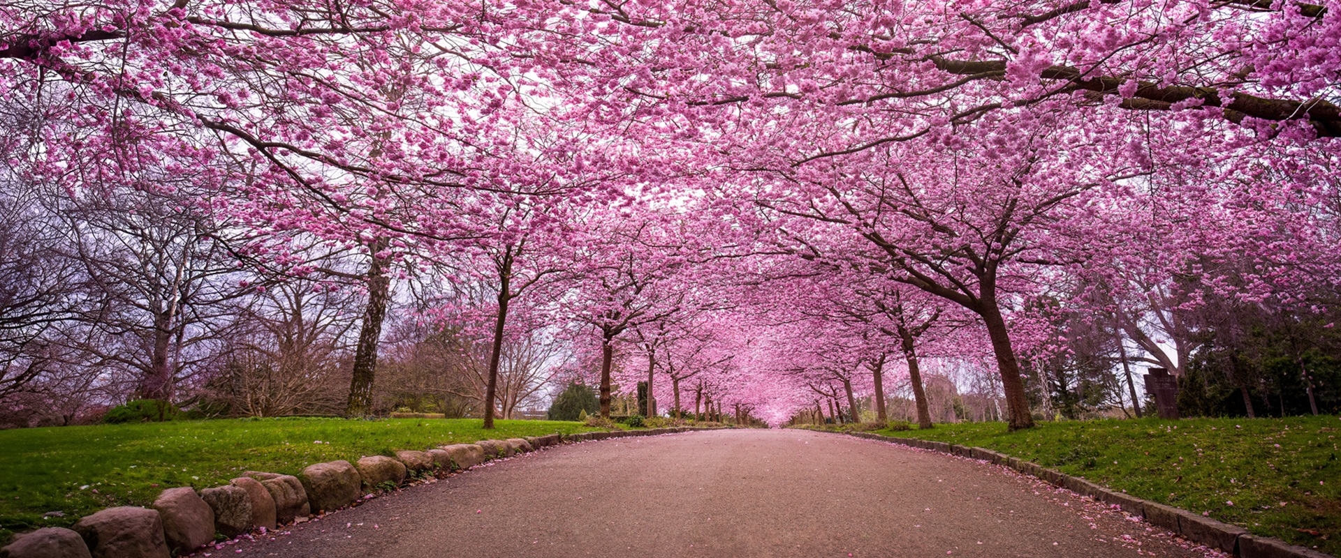 Cherry Blossom