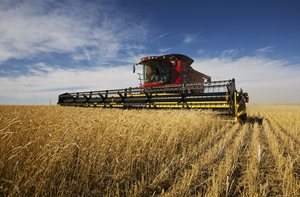 Red combine harvester working in a golden wheat field.