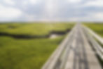 Wooden boardwalk over green marshland