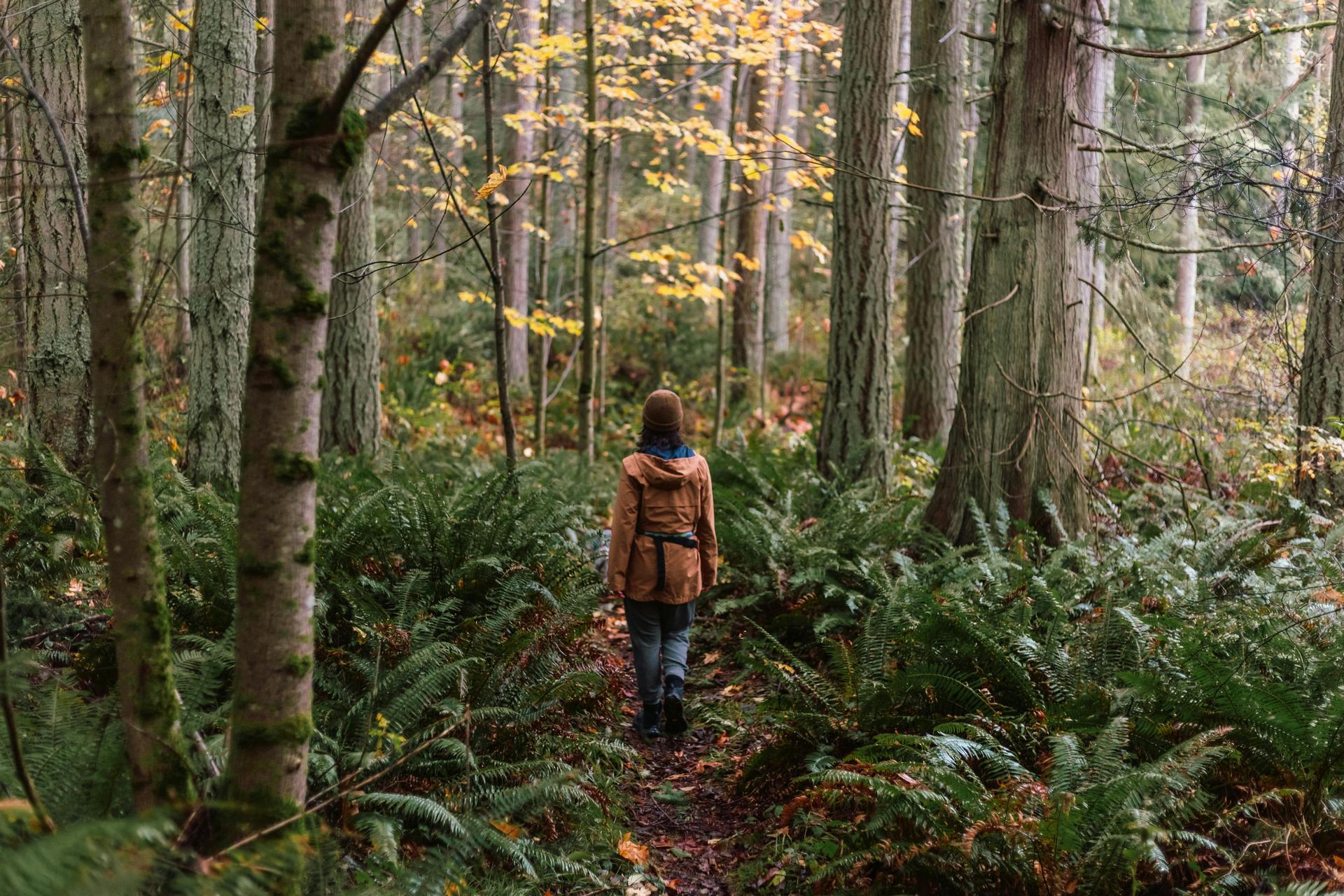 Walk through the woods