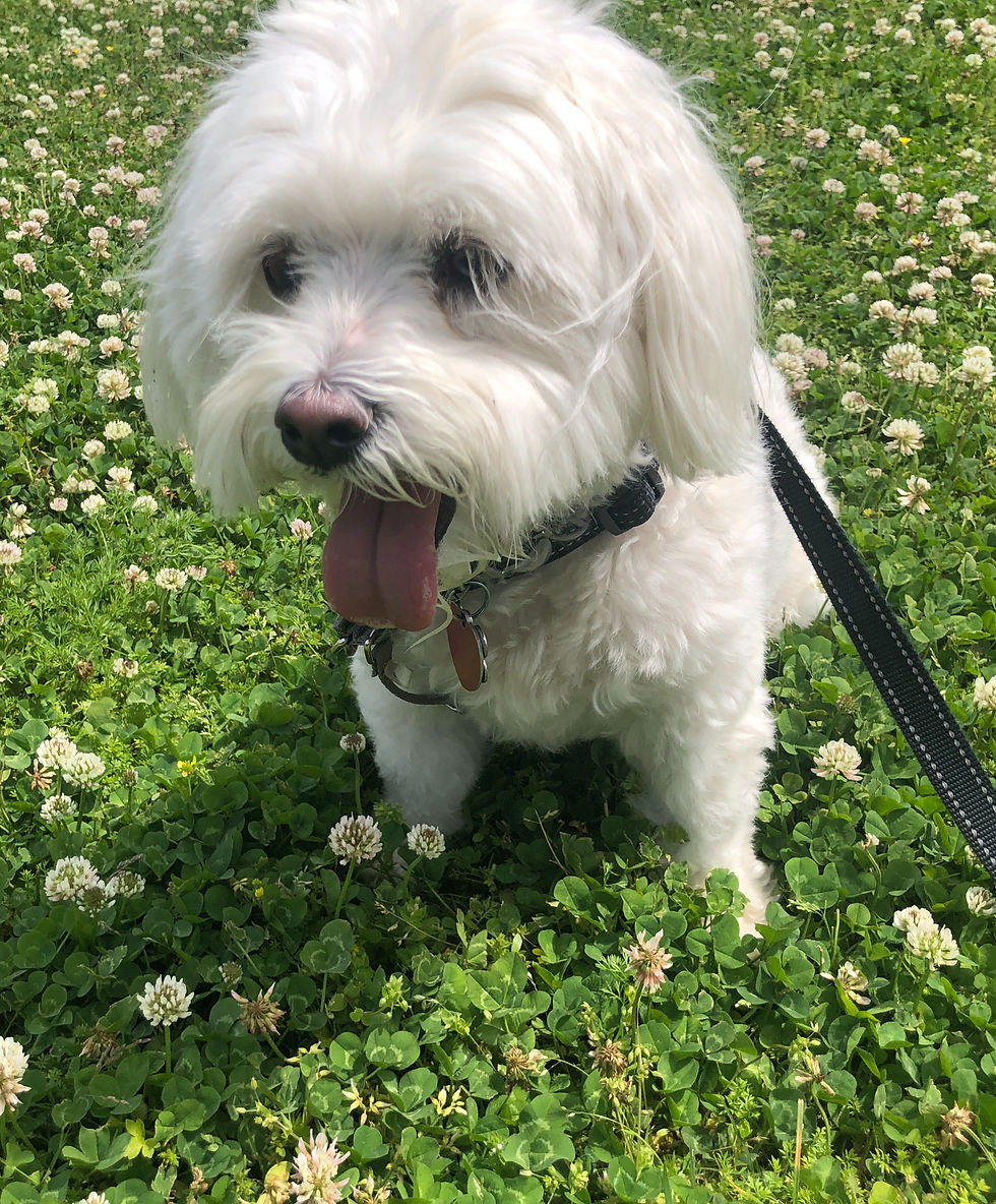 A white dog sitting in a clover patch.