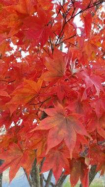 Camp Davis, AZ - 11 of 45.jpeg