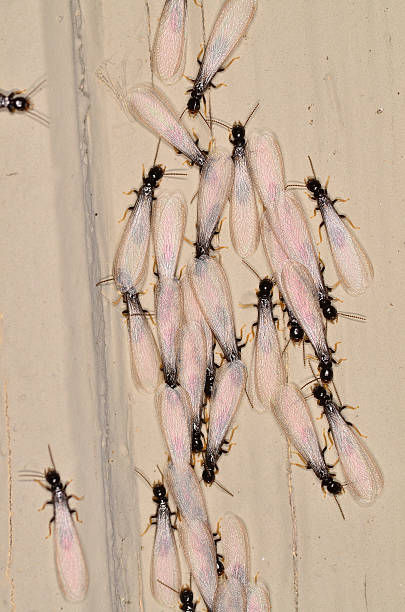 Cluster of winged termites