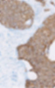 imerlab-inicio_0002_Layer 1.jpg