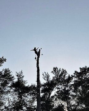 Tree Removal 13.JPG