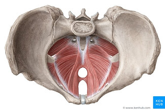 vw0APW0vZlELUZgbgq6qCA_Pelvic_floor_-_cranial_view.jpg
