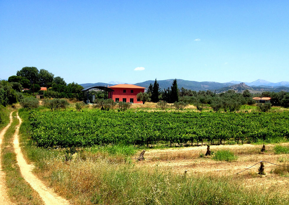 WineryVineyard.JPG