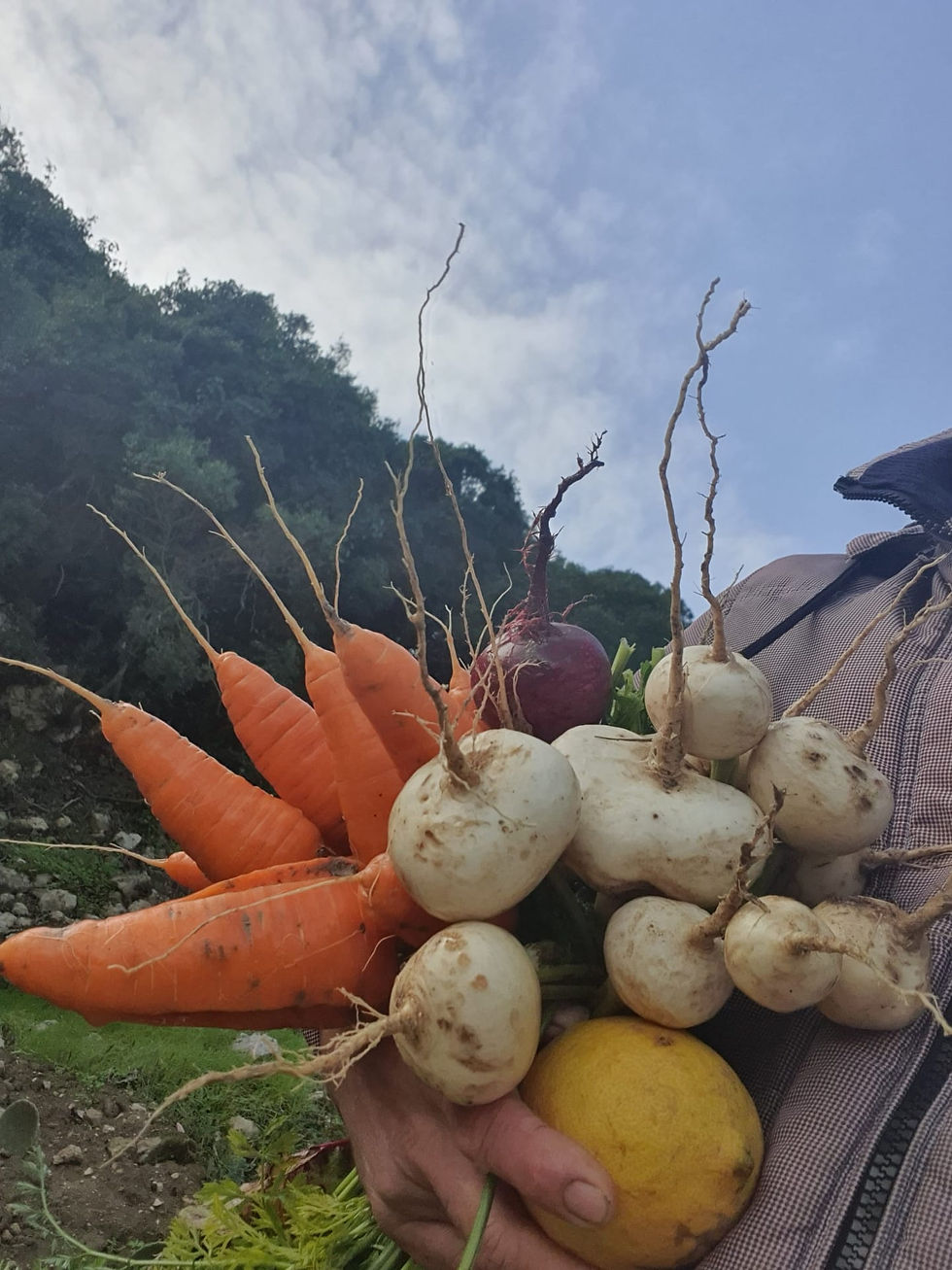 Produtos da horta em Outbro