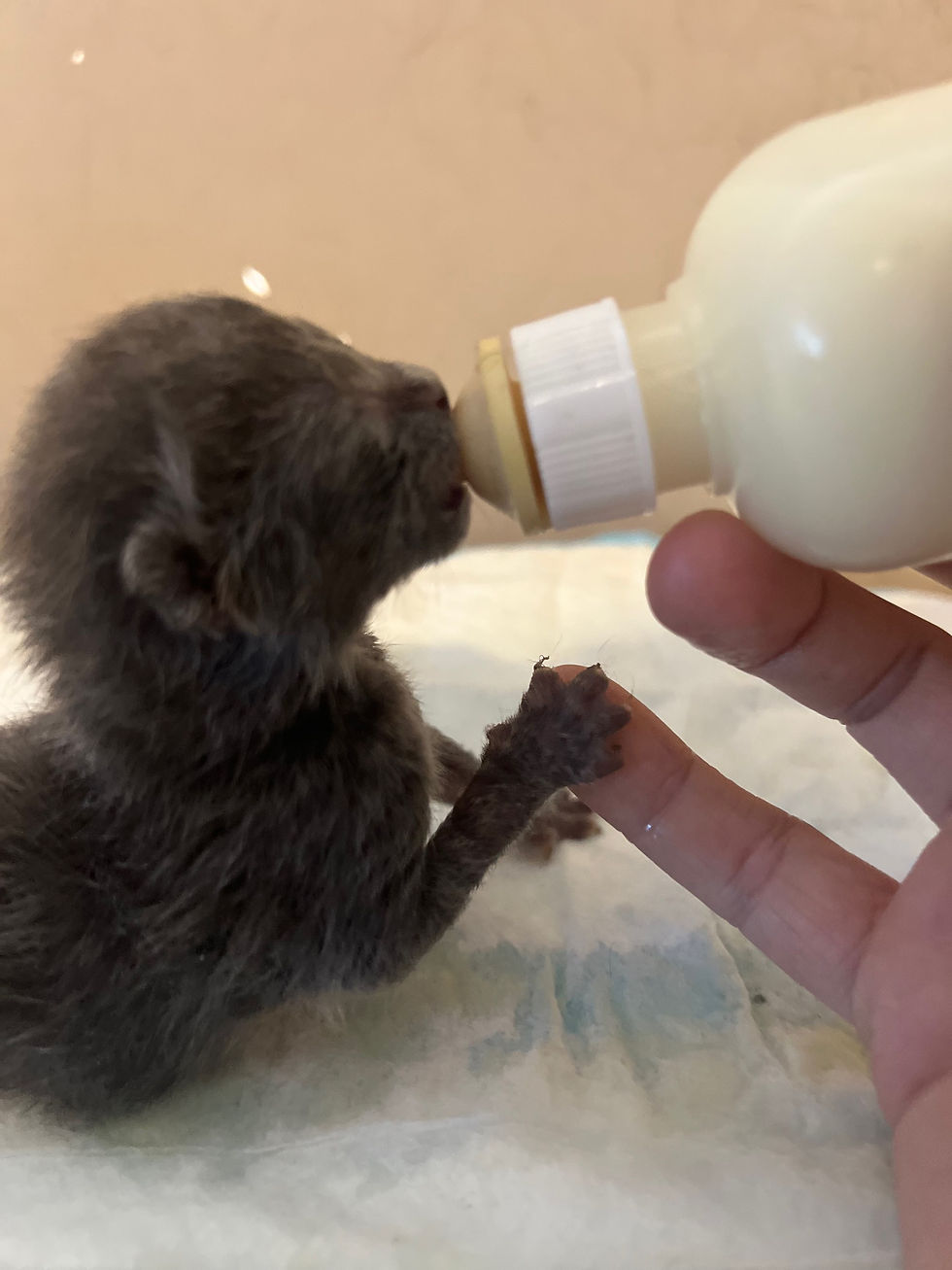 Thumbnail: Donate a 1kg box of Wombaroo Milk Replacement