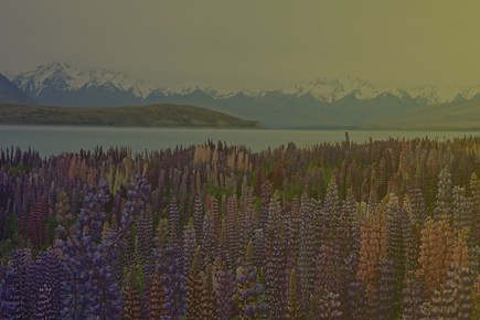 Wallpaper 8.png